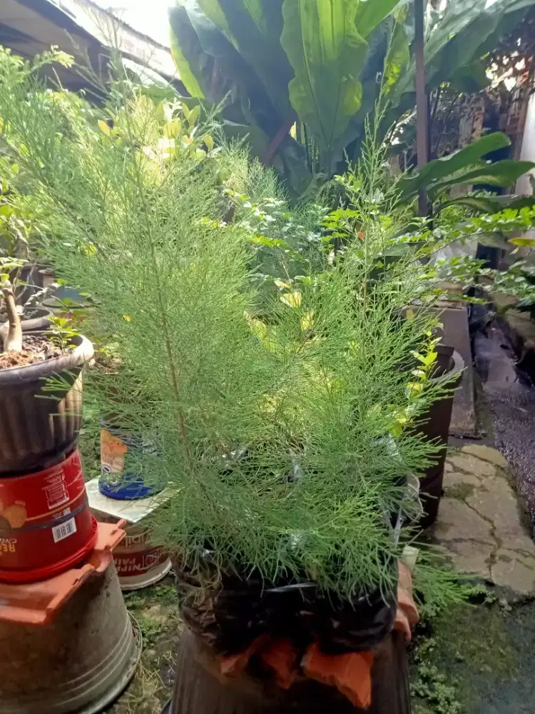 Bahan bonsai Cemara Udang