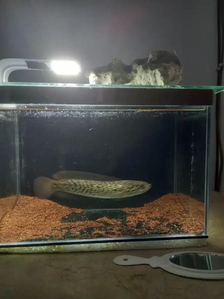 Ikan Channa Asiatica