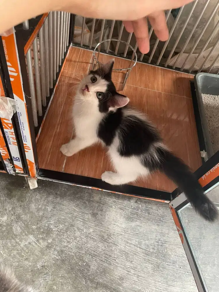 OPEN ADOPT KUCING MIXED DOM