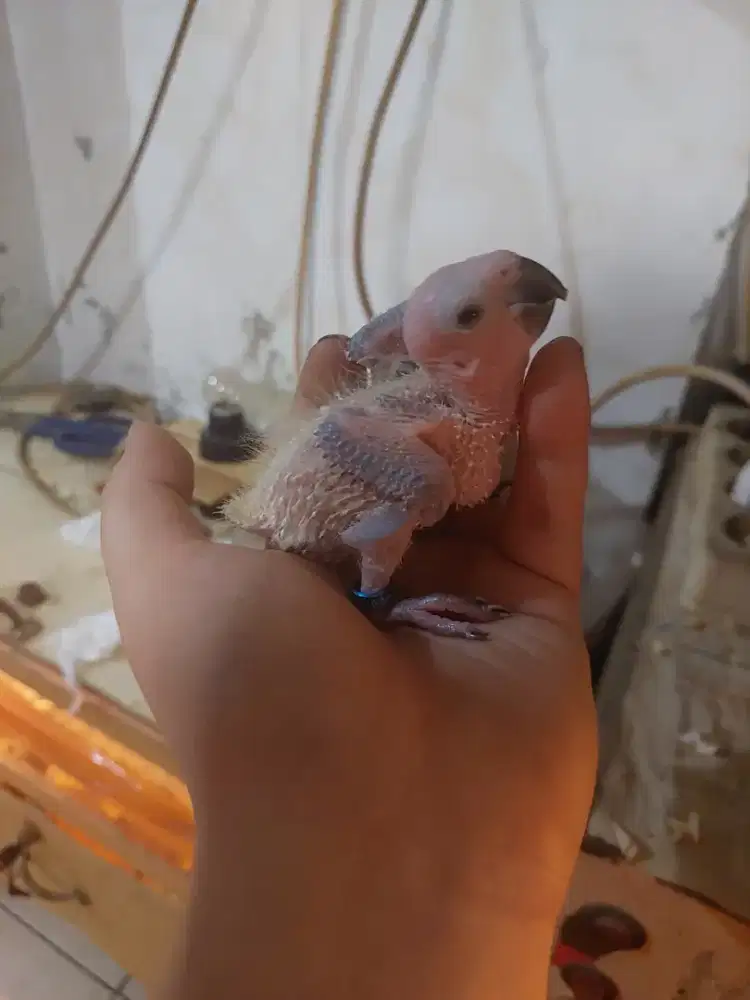 Burung sun conure lolohan