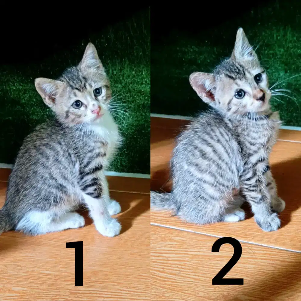 Anak kucing lucu gratis (baca deskripsi yaa)