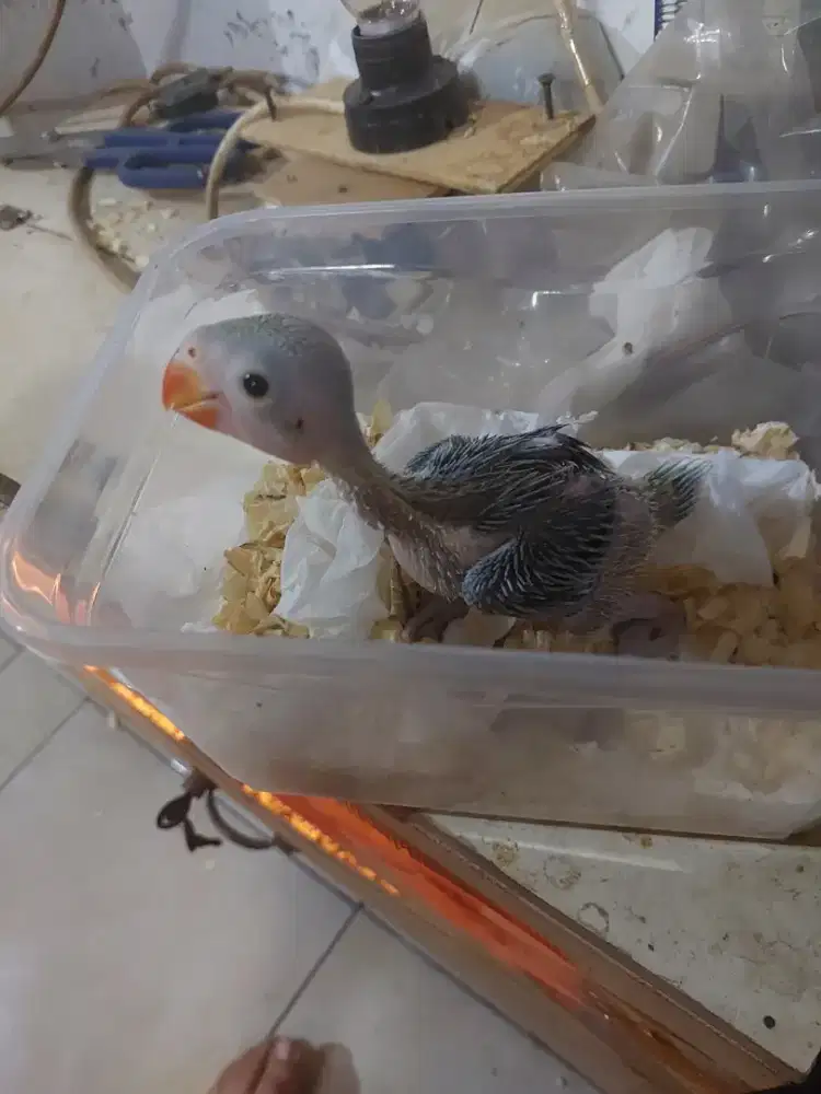 Burung indian ringneck hijau lolohan