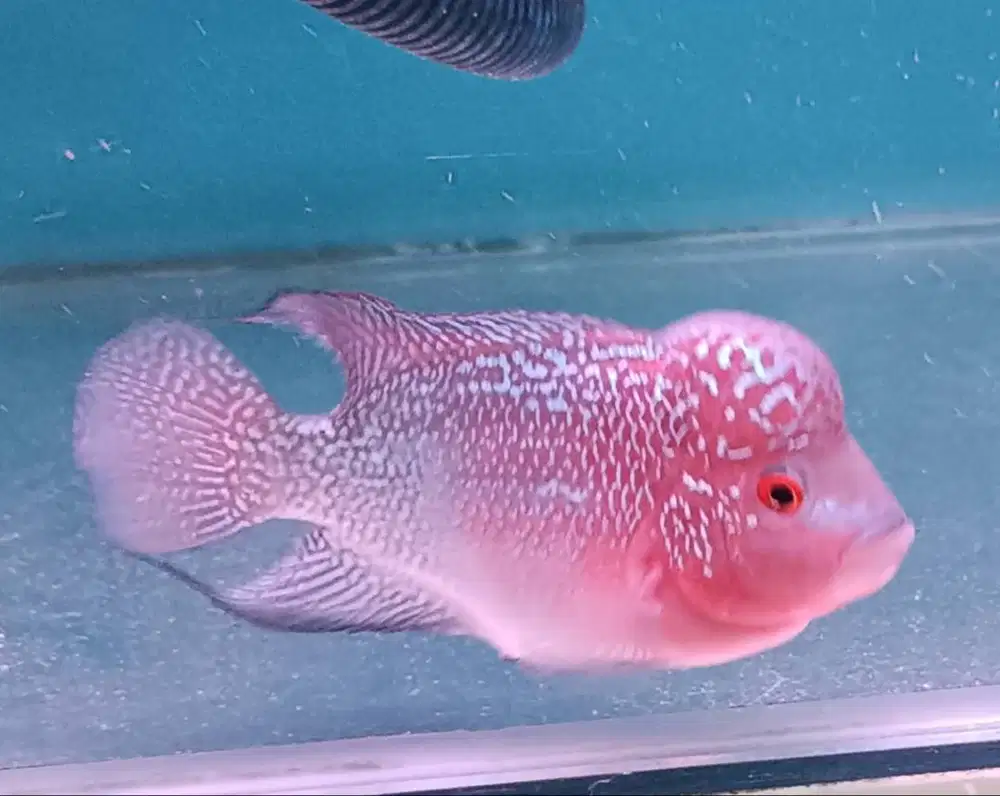 ikan louhan kamfa lokal di Medan.