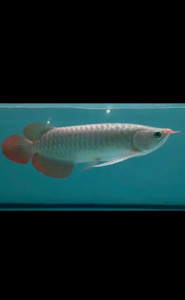 Arwana super red
