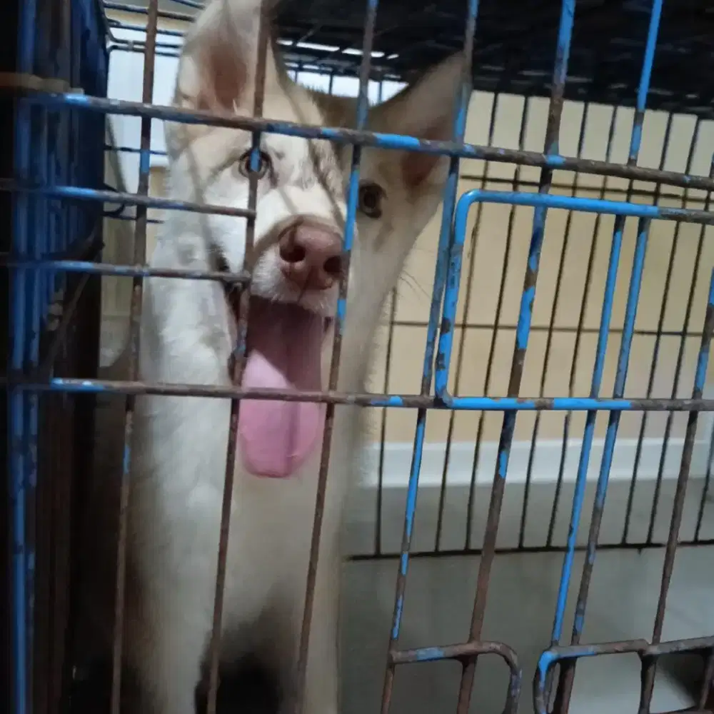 Jual Siberian Husky Big Bone