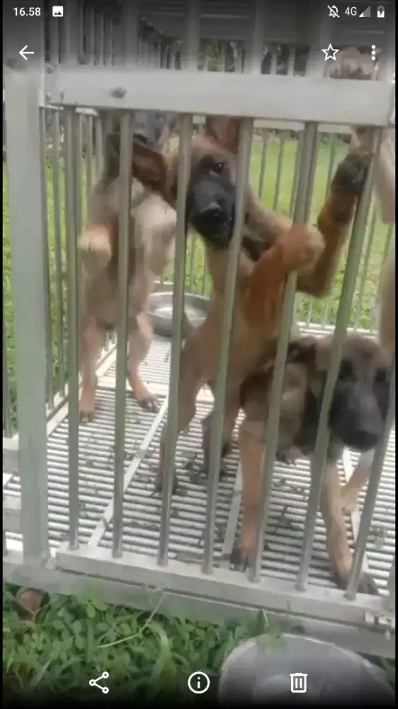 Pupies malinois mix herder ( bogor)