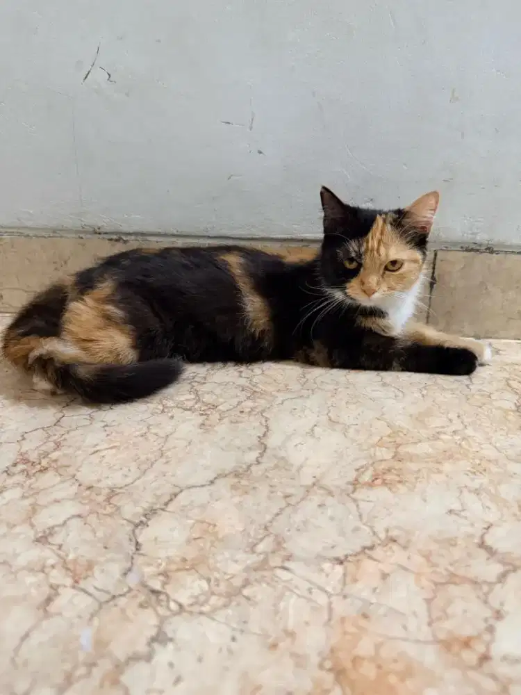 Hibah HIBAH British Shorthair dan Mainecoon