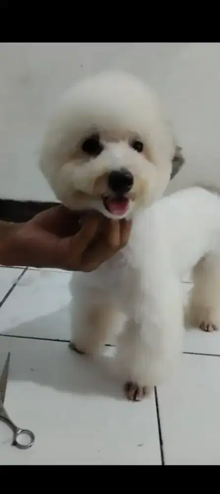 Parti poodle jantan. Usia 10 bulan.