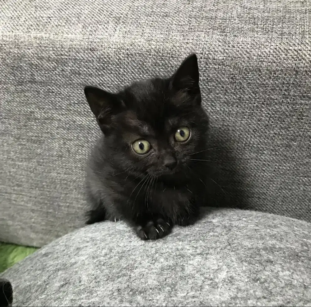 kitten anak munchkin 2 ekor murah jantan - betina