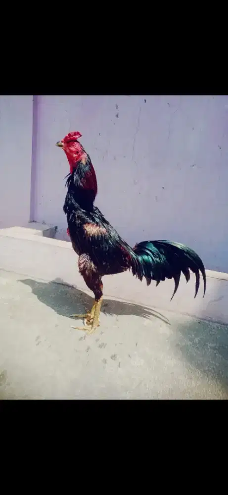 2 ekor ayam murah ada minus line jelas magon dan aseel