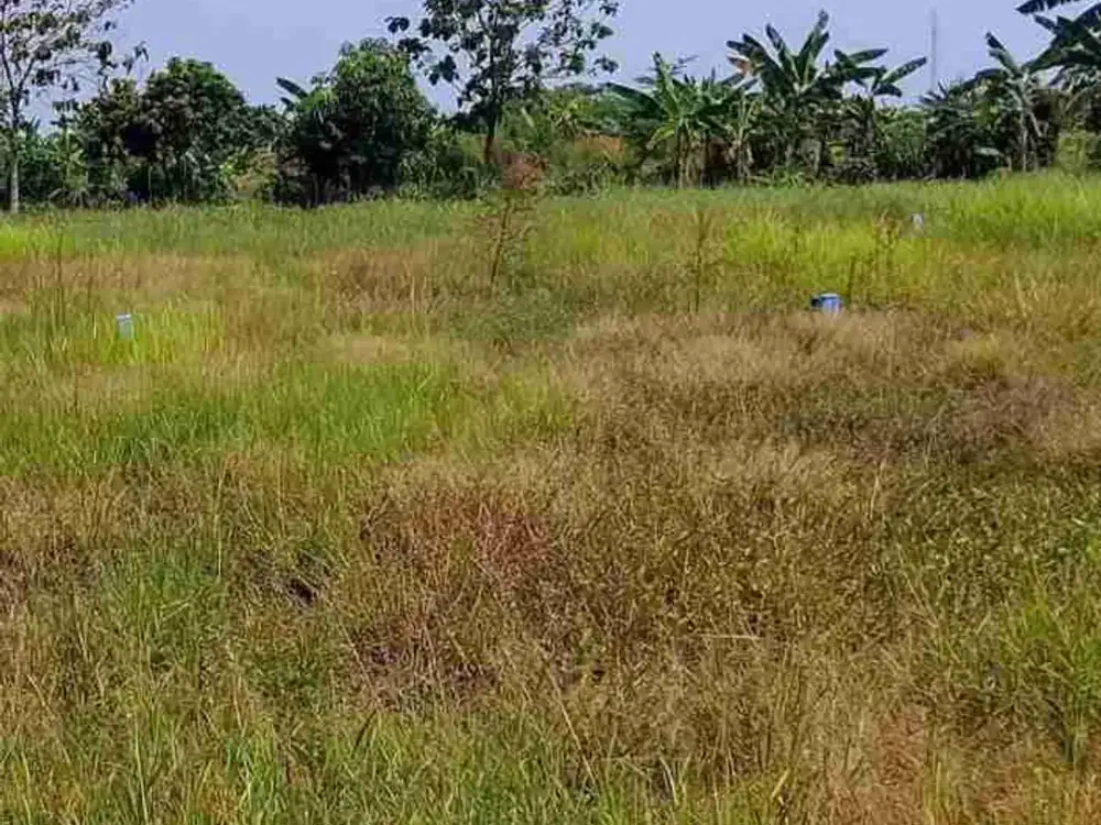 ‼️JUAL CEPAT‼️TANAH DI DESA TANJUNG KEDAMEAN GRESIK