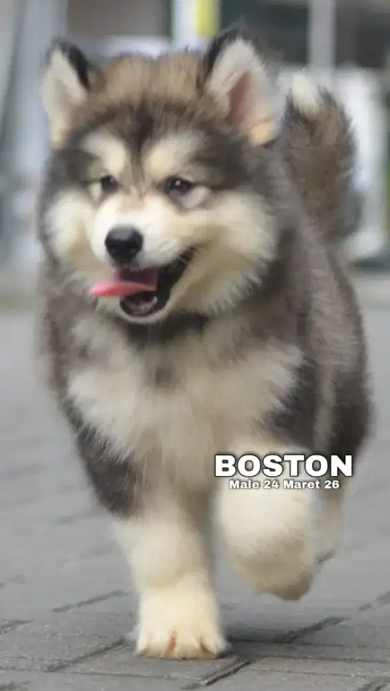 Siberian husky abu jantan •BOSTON•