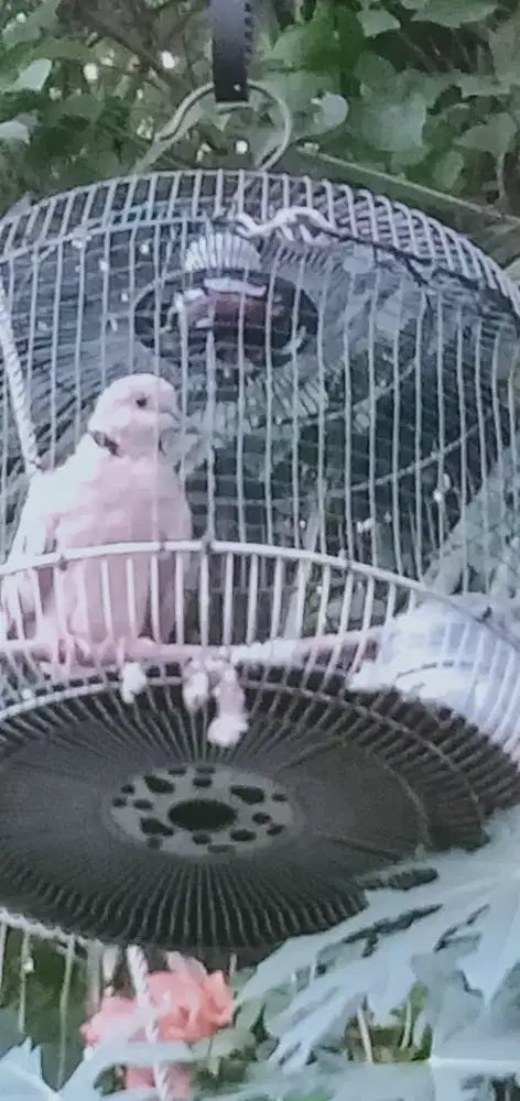 Burung puter + kandang udah rajin