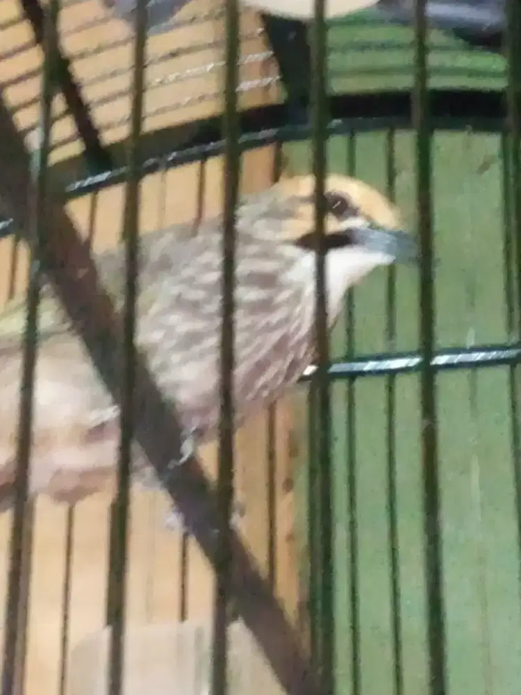 Burung cica Rawa fs kandang BNR dekel
