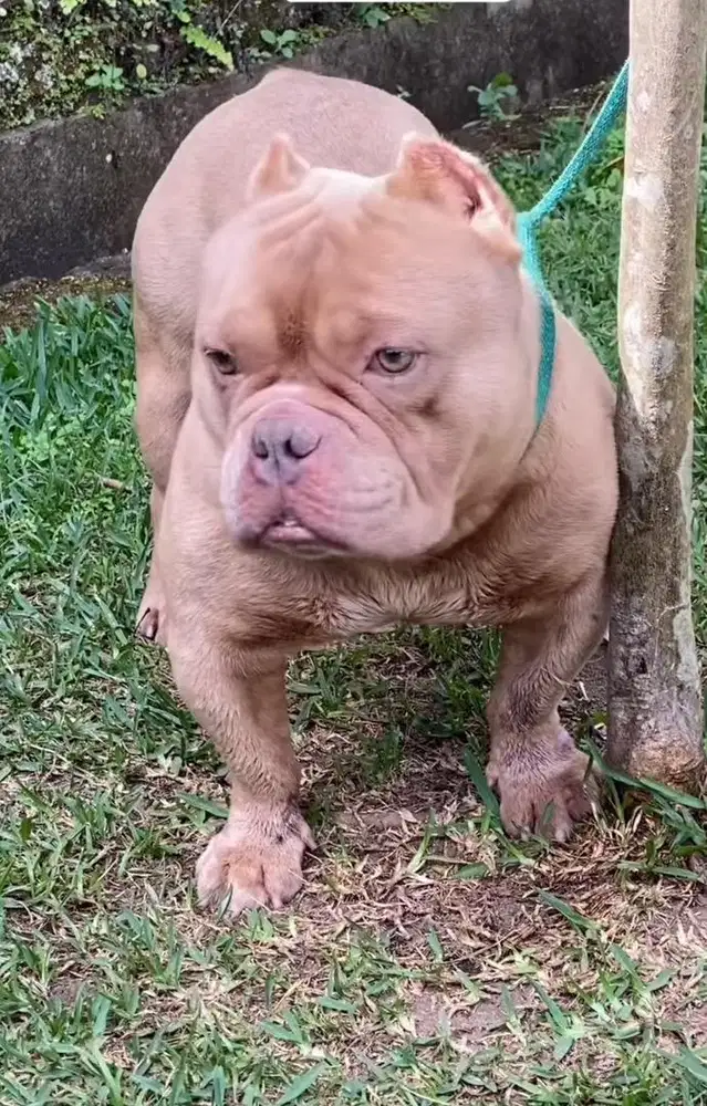 American bully stud
