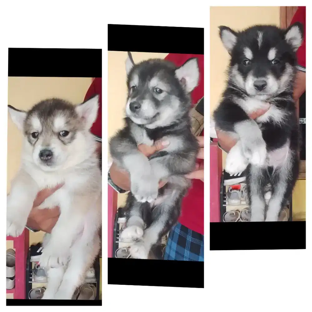 Husky jntan betina ada lucu