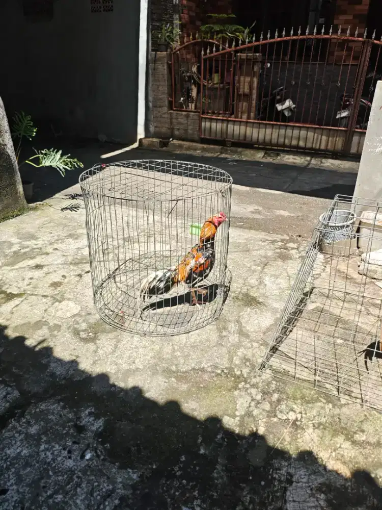 Ayam Bangkok LHK Wiring Kuning Gold