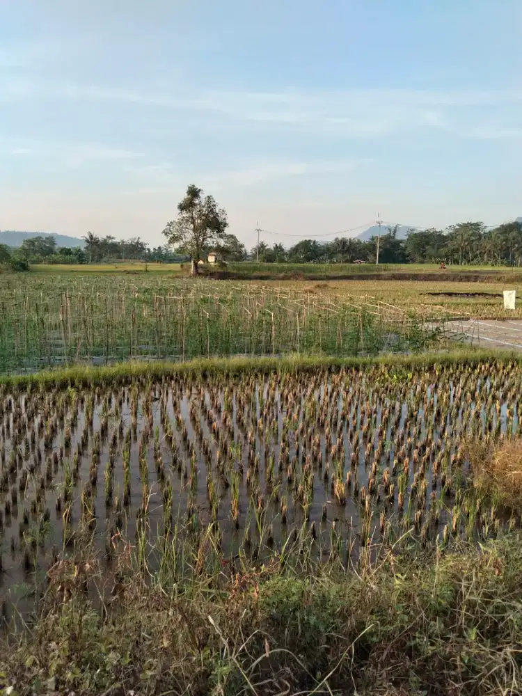 Dijual tanah sawah pinggir jalan kebupaten