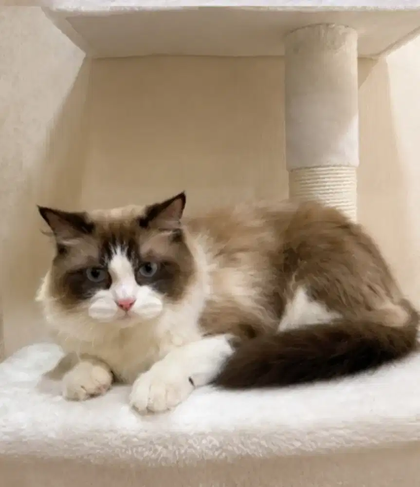Ragdoll male 7 bulan