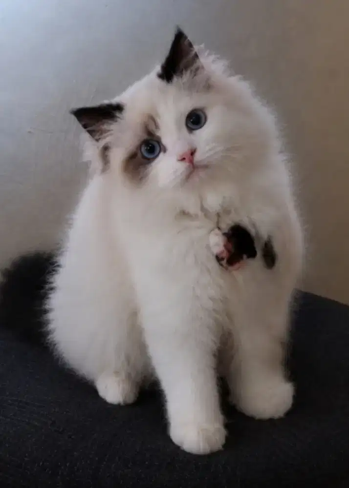 Ragdoll male 5 bulan