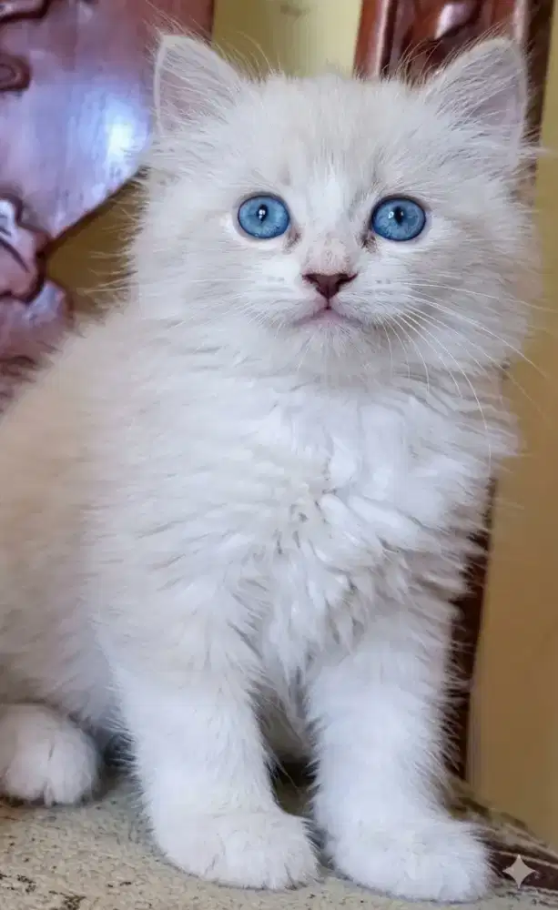 Ragdoll male 2,5 bulan