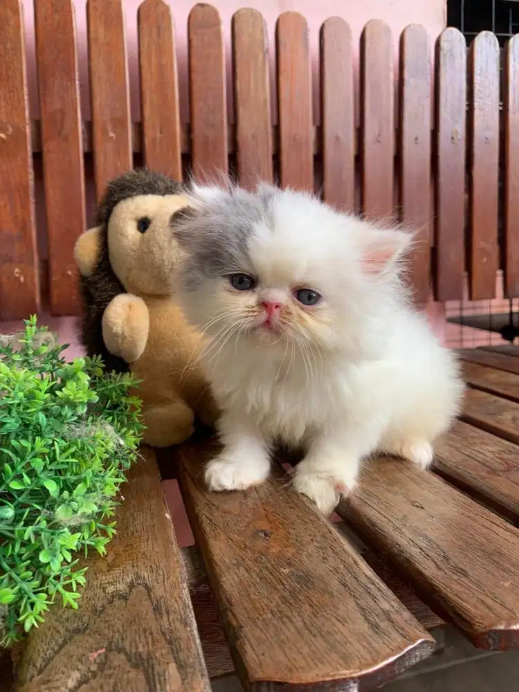 KITTEN PEAKNOSE BULU KAPAS LONGHAIR