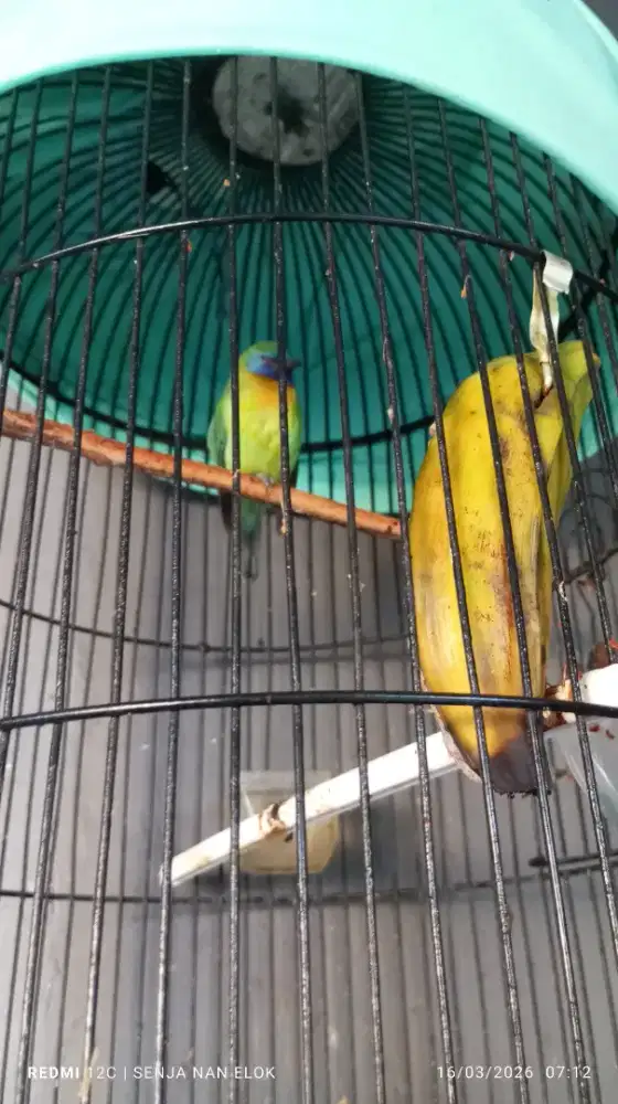 Kinoy jantan dan mapan