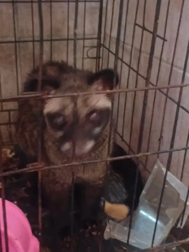 Musang pandan ekor putih