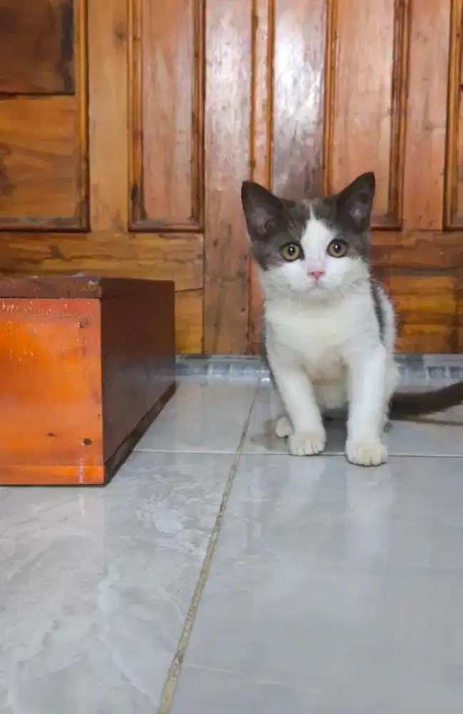 Bicolor Choco jantan 3 bulan