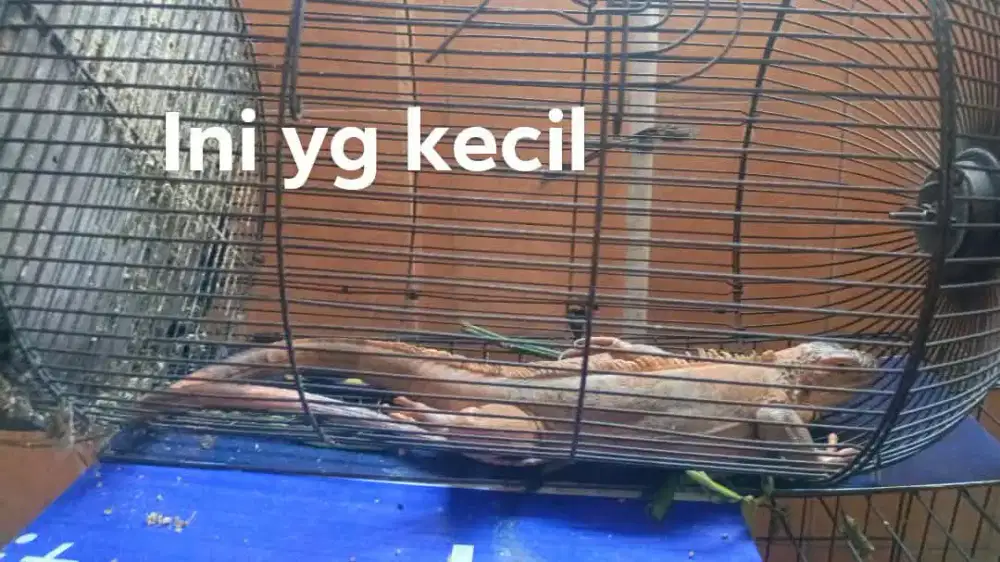 Iguana merah dewasa