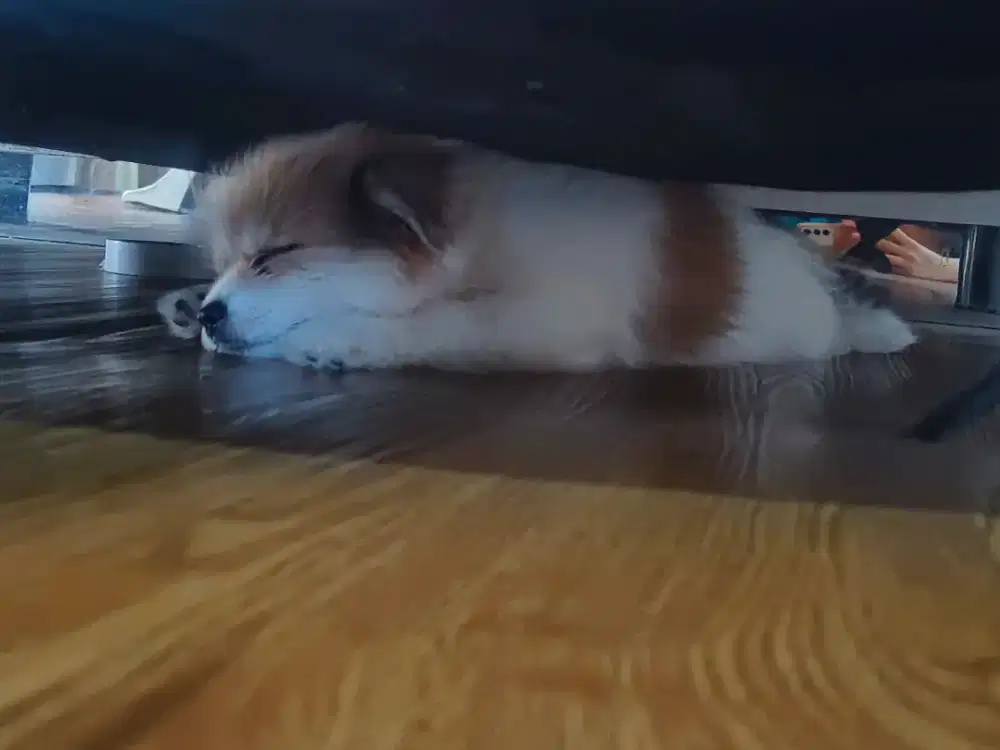 OPEN ADOPT Shipom ( Shitzu x pom)