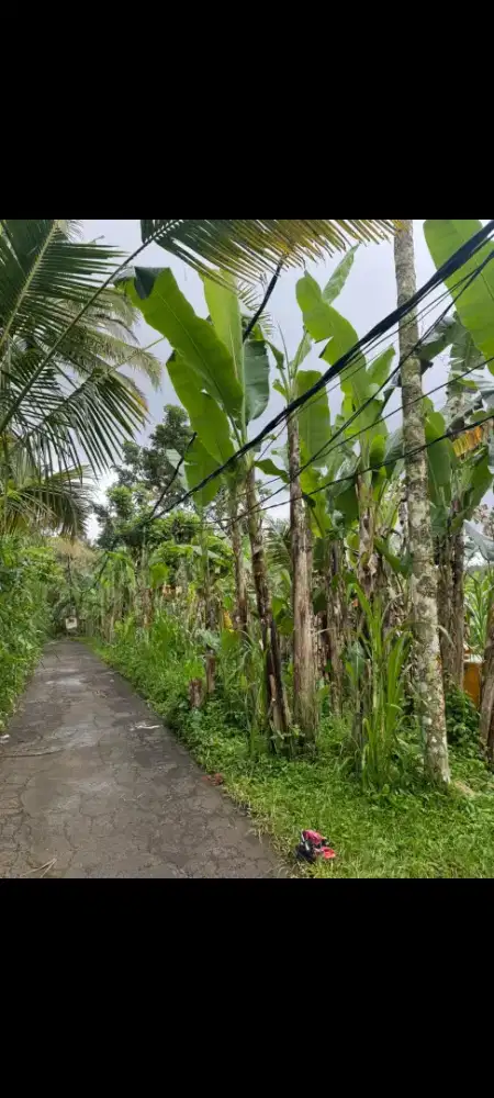 Dijual tanah murah,40 are di tegalalang dekat ubud gianyar bali