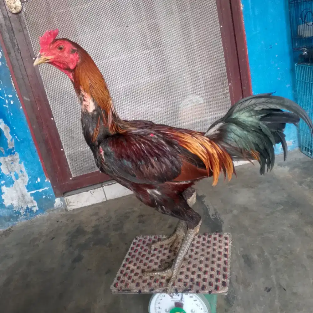 Ayam Pama IQ long run