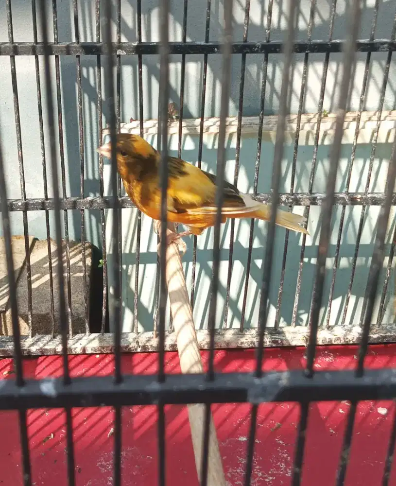 Kenari bon gacoor...
