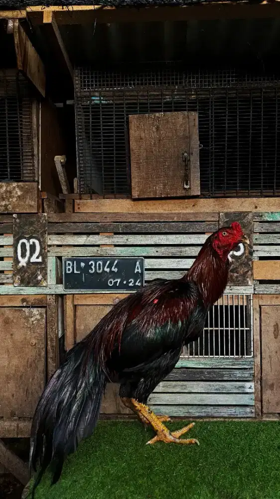 Ayam Magon muda