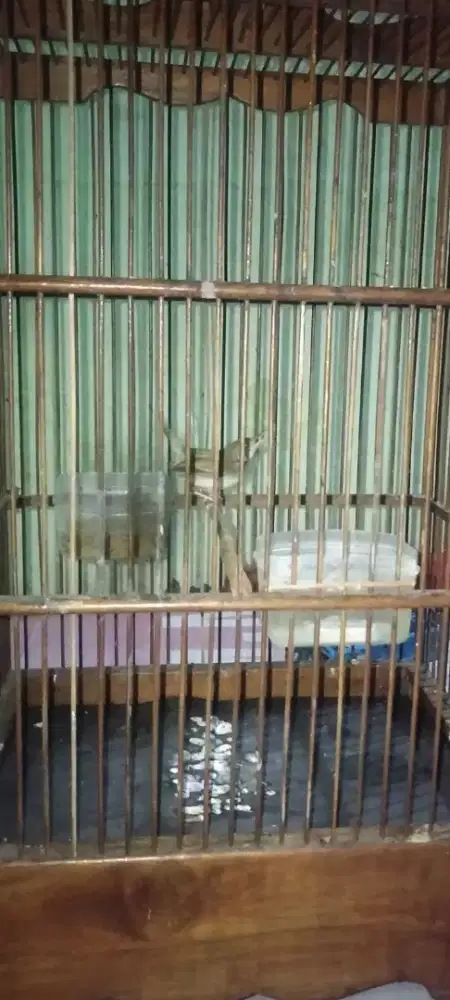 Prenjak bawah rajin