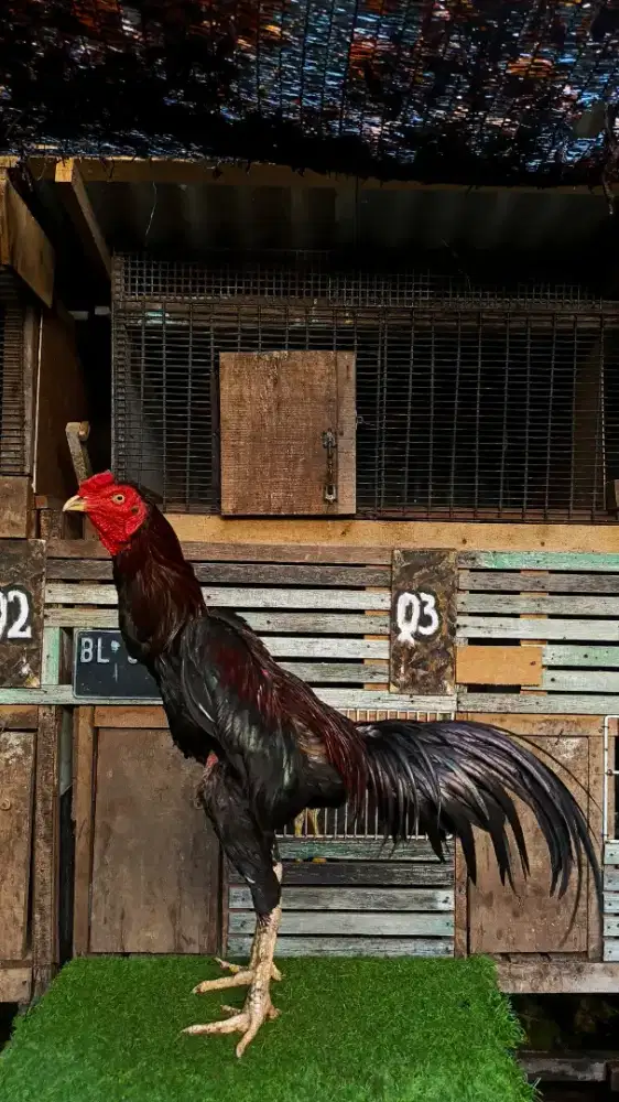 Ayam koytrat dewasa