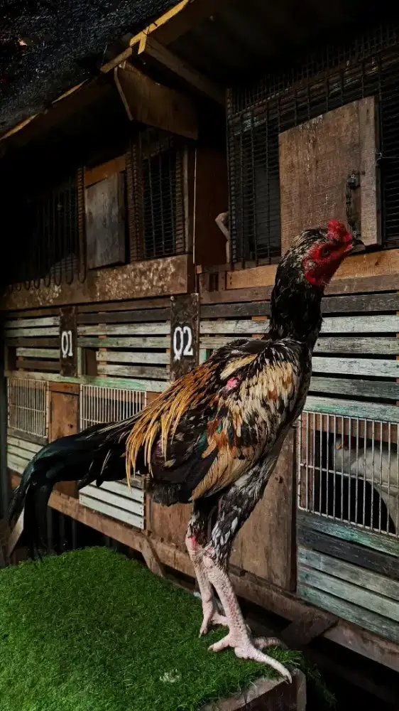 Ayam pamagon muda
