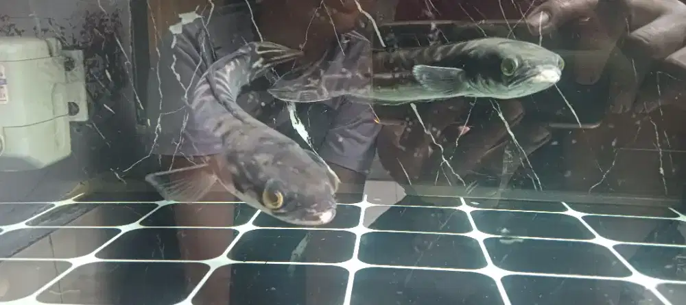 ikan Toman 34cm 200rb