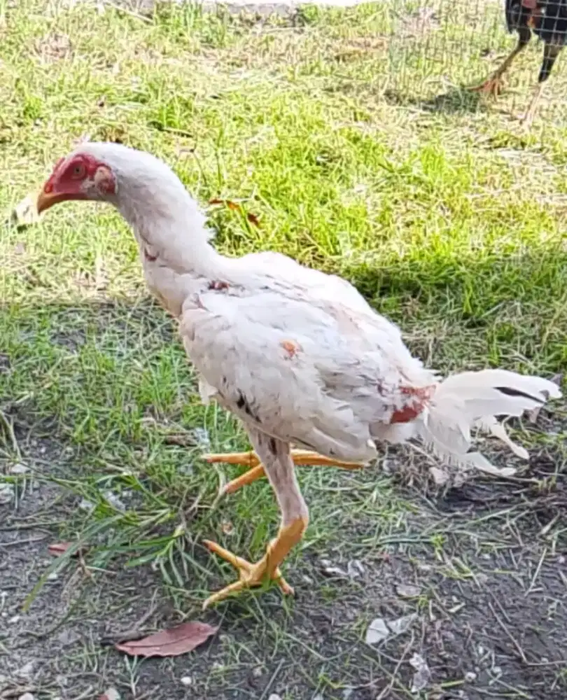Kinantan Pangeran