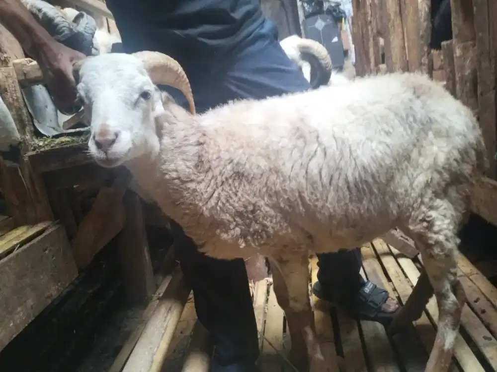 Qurban Domba Bandung