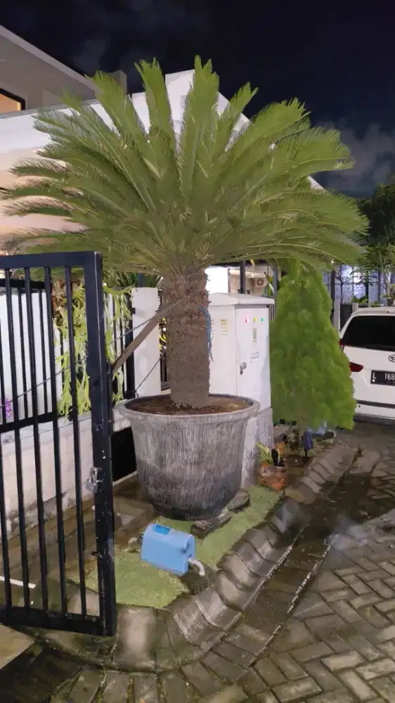 Jual tanaman Mawar Jambe