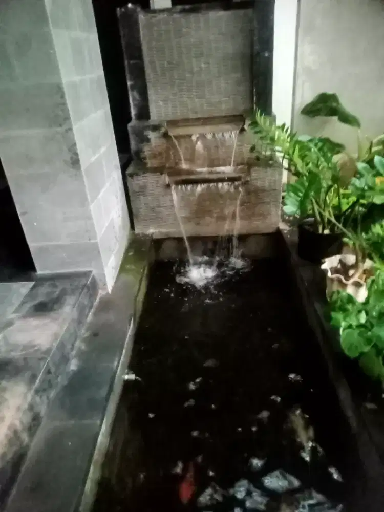 Jasa perawatan kolam ikan koi,dan perawatan aquarium