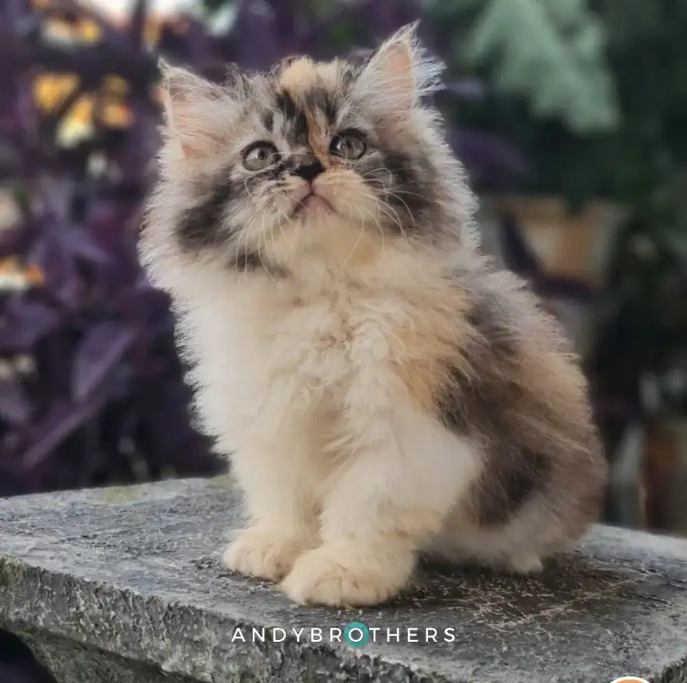 LEPAS ADOPSI Kucing Kitten Persia Flatnose x Peaknose Longhair BETINA