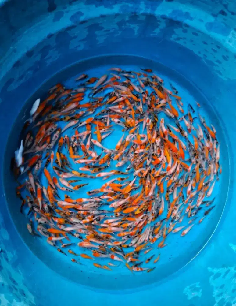 Jual paket 55 ekor anakan ikan koi F1size-+3-5cm