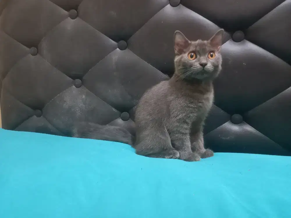 Kucing british shorthair betina pure