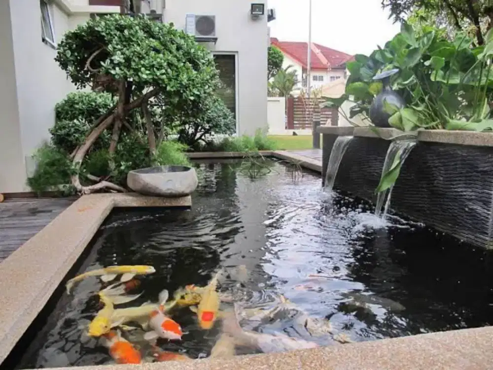 Kolam Ikan Koi Luar