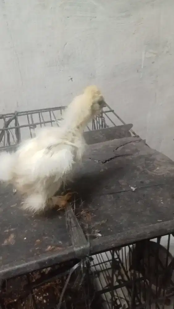 Pitik ayam american silky