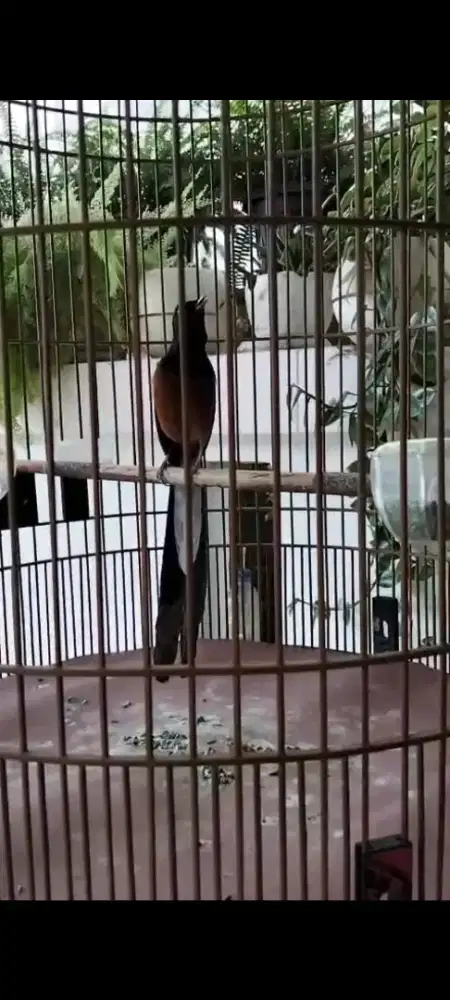 Burung murai batu