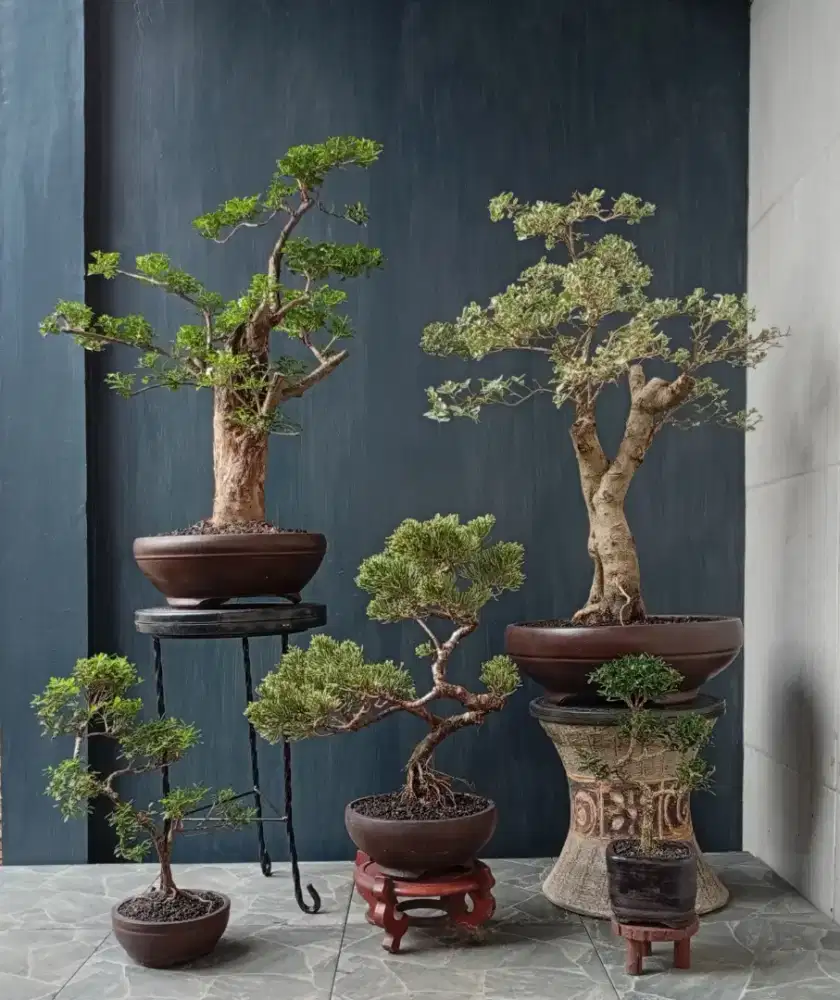 Borong murah bonsai hias 5 pot